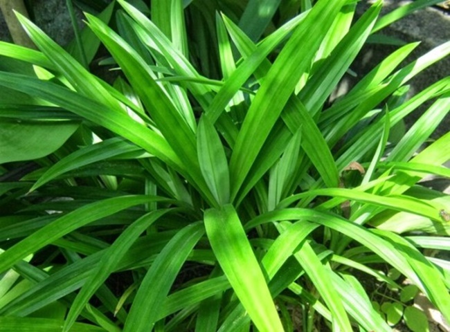 Khử m&ugrave;i h&ocirc;i ẩm mốc trong ph&ograve;ng ngủ bằng l&aacute; dứa