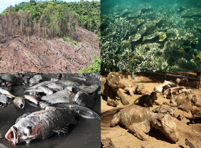 &Ocirc; nhiễm kh&ocirc;ng kh&iacute; ảnh hưởng đến hệ sinh th&aacute;i